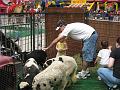 Kids Faire 32